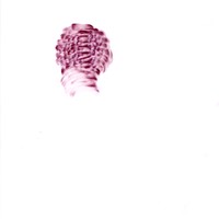 pastel rose sur calque,nuque david, 21x29,7cm, 2008 MX 38